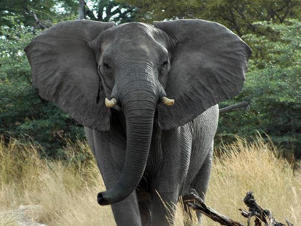 Susuwe Island Lodge - elephant